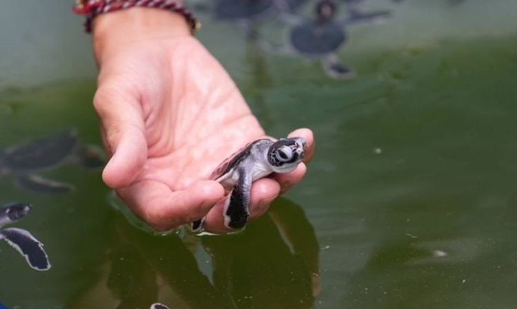 Potensi Besar Wisata, Populasi Penyu dan Ubur-ubur di Sanglaki dan Pulau Kakaban Kaltim Harus Diselamatkan