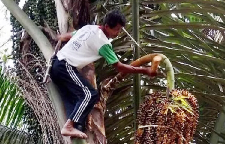 Disbun Kaltim Intensifikasi 50 Hektare Perkebunan Aren di Kabupaten Kukar