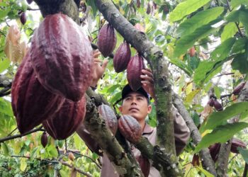 Disbun Kaltim Lakukan Perluasan Kebun Kakao Milik Masyarakat di Tiga Kabupaten