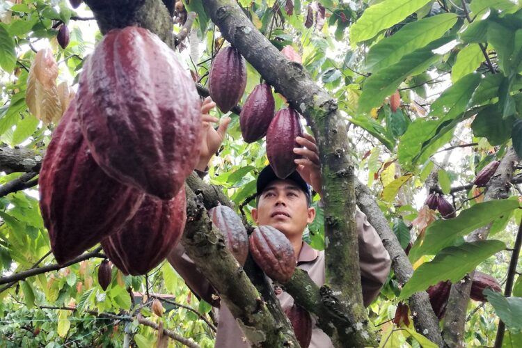 Disbun Kaltim Lakukan Perluasan Kebun Kakao Milik Masyarakat di Tiga Kabupaten