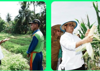 Siap Suplai Pangan IKN, Kaltim Mulai Bangun Budaya Agraris Khusus Pertanian dan Hortikultura