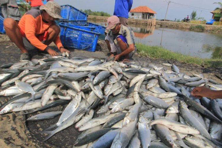Akan Jadi Lumbung Pangan IKN, Pemkab PPU Didorong Beri Permodalan pada Petambak