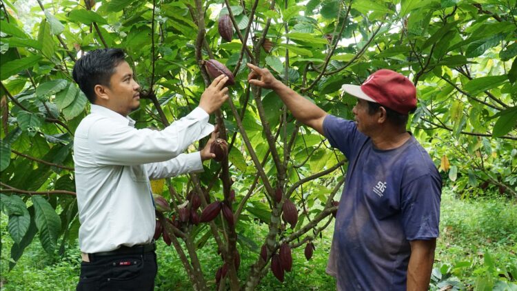 Manfaatkan Lahan Eks Tambang Jadi Pertanian Kakao, Bos Berau Coal Klaim Ekspor Cokelat ke Belanda dan Italia