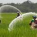 DPRD Penajam Dorong Pemkab PPU Perhatikan Kendala Petani untuk Maksimalkan Produksi Padi
