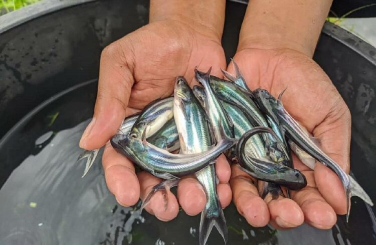 Pemkab PPU Beri Bantuan Ratusan Bibit Ikan Patin pada Peternak di Sekitar IKN
