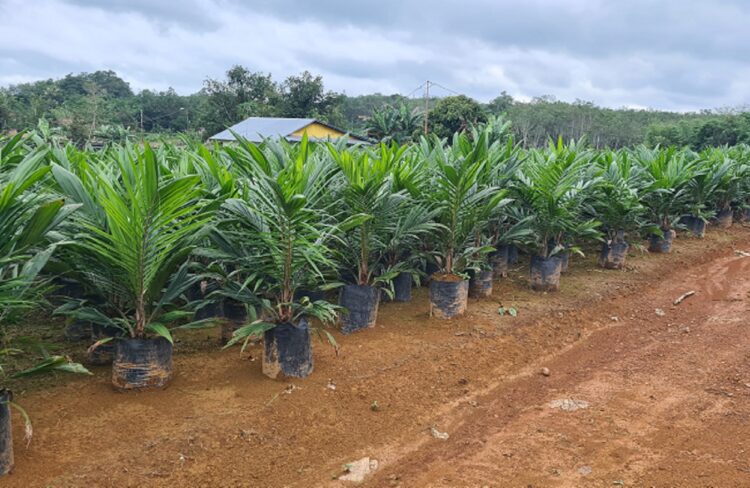 Disbun Kaltim Pastikan Petani Sawit di Benua Etam Tanam Bibit Unggul