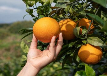 OIKN Belajar Pengolahan Jeruk di Badan Standardisasi Instrumen Pertanian Jatim