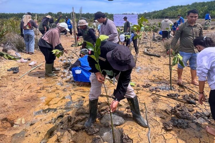 OIKN dan Sekolah Pantai Indonesia Tanam 5.000 Bibit Mangrove di Desa Bumi Harapan