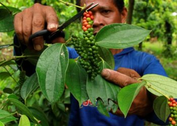 Disbun Kalimantan Timur Intensifikasi Perkebunan Lada Rakyat di Tiga Daerah