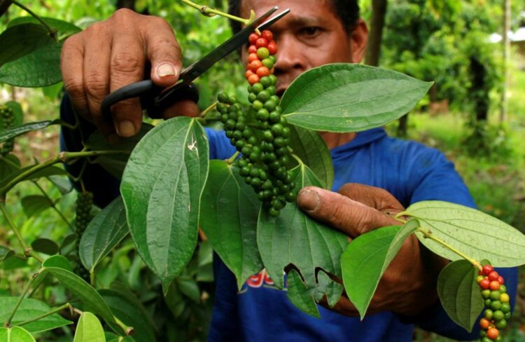 Disbun Kalimantan Timur Intensifikasi Perkebunan Lada Rakyat di Tiga Daerah