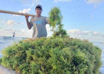Pemkab PPU Diminta Beri Dukungan pada Petani Rumput Laut di Benuo Taka