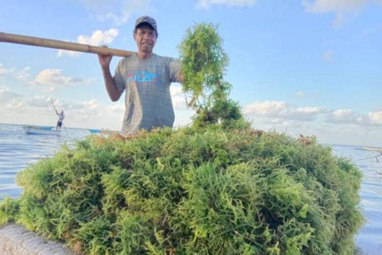 Pemkab PPU Diminta Beri Dukungan pada Petani Rumput Laut di Benuo Taka