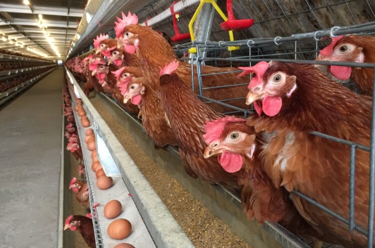 OIKN Belajar Pengelolaan Telur Ayam Selenium di Peternakan Mojokerto