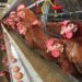 OIKN Belajar Pengelolaan Telur Ayam Selenium di Peternakan Mojokerto