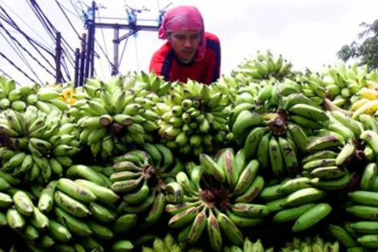 Banyak Diminati Negara Asia, Dua Produk Makanan dari Daerah Penyangga IKN Mulai Diekspor