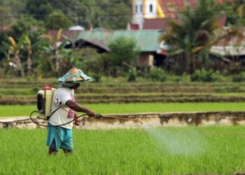 Ini Jenis Pupuk yang Dibagikan PT Pupuk Kaltim pada Petani IKN Melalui Demplot
