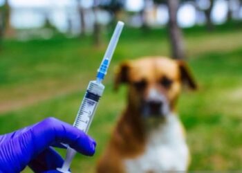 Ini Strategi Pemprov Kaltim Tanggulangi Rabies di Kabupaten Penyangga IKN