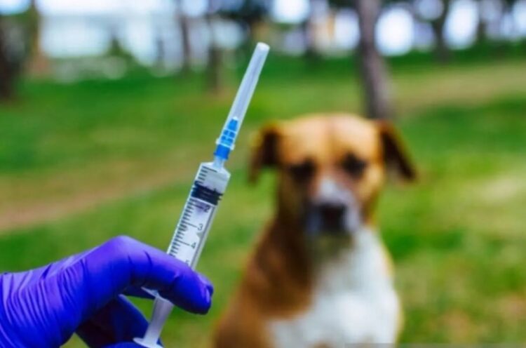 Ini Strategi Pemprov Kaltim Tanggulangi Rabies di Kabupaten Penyangga IKN