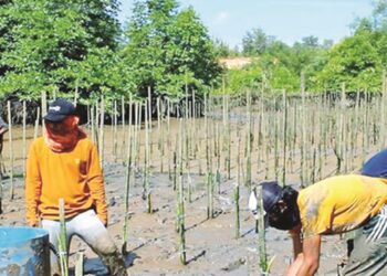 DLH Kota Balikpapan Gandeng PT Kilang Pertamina Rehabilitasi Lahan Kritis Jadi Hijau