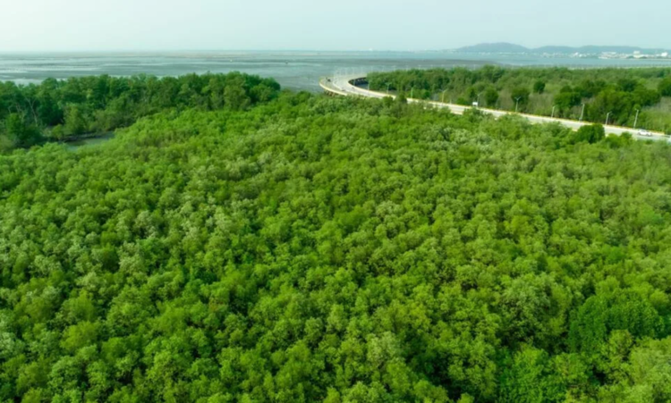 Setelah IKN, PTFI Kini Tanam Mangrove di Deli Serdang