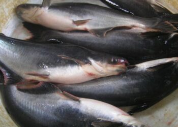 Kampung Seribu Kolam di Serambi IKN Mampu Hasilkan 13 Ton Ikan Air Tawar