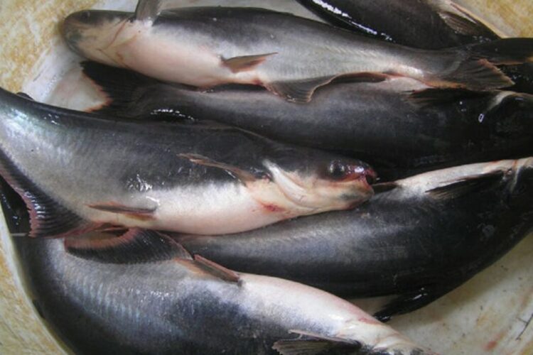 Kampung Seribu Kolam di Serambi IKN Mampu Hasilkan 13 Ton Ikan Air Tawar