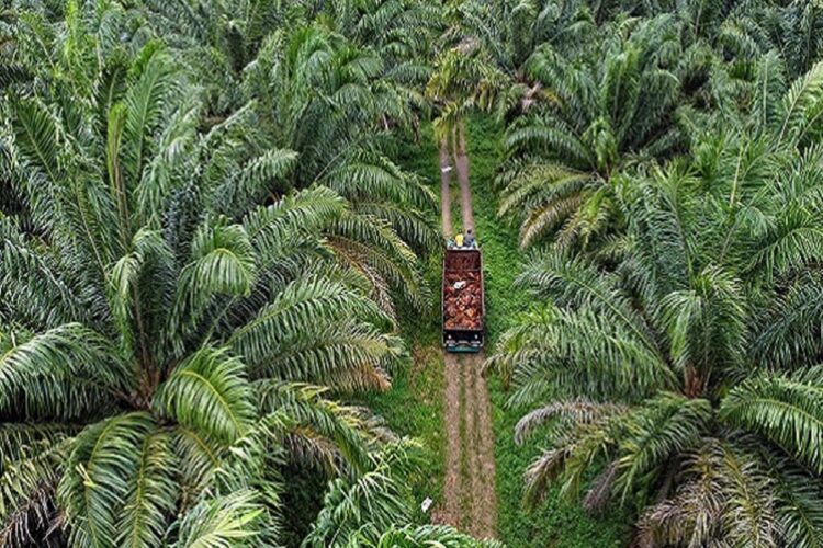 Melalui Korporasi Sawit, Disbun Kaltim Berupaya Tingkatkan Ekosistem Perkebunan