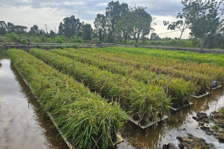 Dukung Program Swasembada Pangan, Kalsel Siapkan 17.000 Hektare Lahan Kosong