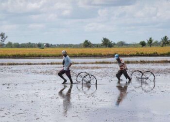 Kalimantan Selatan Siapkan 41.829 Hektare untuk Optimalisasi Lahan Rawa