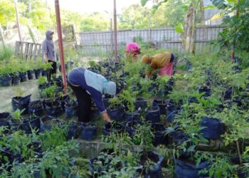 Kabupaten Penyangga IKN Gagas Program Pekarangan Pangan Lestari