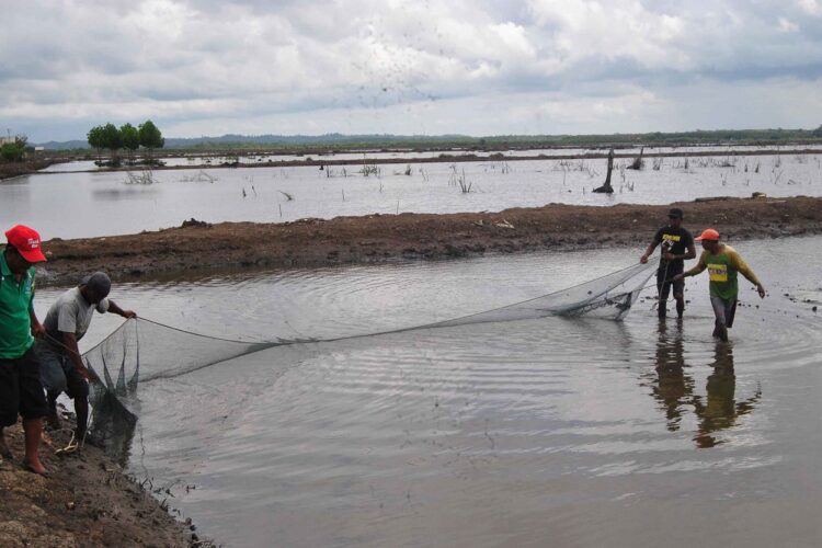Pemkab PPU Berupaya Tingkatkan Produksi Perikanan Tambak di Wilayah Sekitar IKN