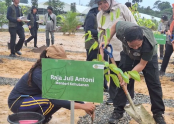 Hijaukan Kembali IKN, Menhut Raja Juli Pantau Langsung Persemaian Mentawir