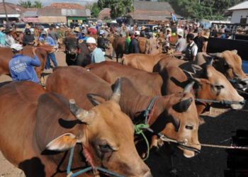 Populai Ternak Sapi Capai Lebih dari 89 Ribu Ekor, Sulbar Siap Penuhi Kebutuhan Gizi Warga IKN