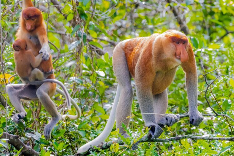 Jadi Habitat Bekantan, Kelestarian Hutan Mangrove di Serambi IKN Perlu Dijaga