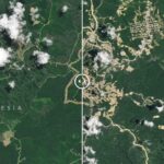 NASA Satellite Maps Tunjukkan Kondisi IKN Terkini. IKN April 2022 (kiri) dan Februari 2024