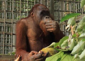 BKSDA Kalbar Sebut Konflik Manusia dan Orangutan Menurun Drastis
