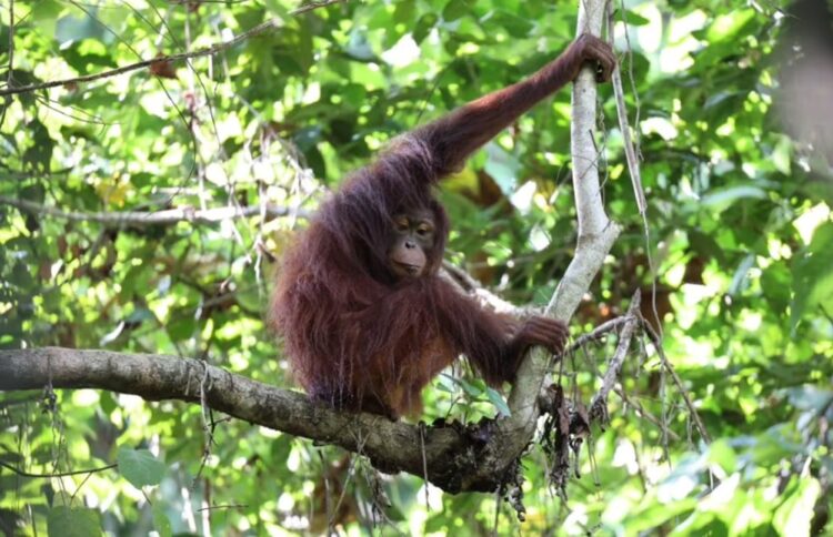 Usai Jalani Rehabilitasi, 4 Orang Utan Dilepasliarkan di Kabupaten Kutai Timur