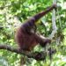Usai Jalani Rehabilitasi, 4 Orang Utan Dilepasliarkan di Kabupaten Kutai Timur