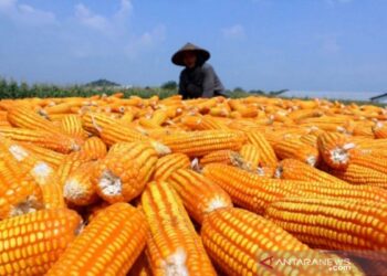 Kabupaten Penyangga IKN Bidik Jadi Sentra Produksi Jagung di Kaltim, Targetkan Perluasan 42 Hektare