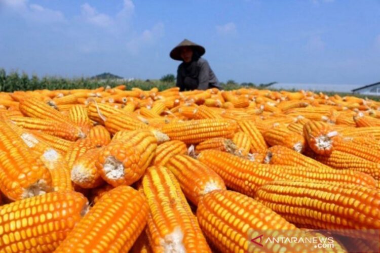 Kabupaten Penyangga IKN Bidik Jadi Sentra Produksi Jagung di Kaltim, Targetkan Perluasan 42 Hektare
