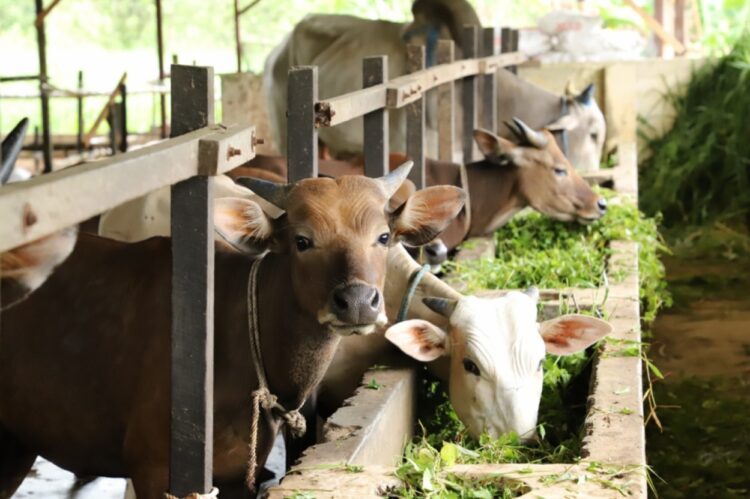 Tingkatkan Kualitas Peternak, Kaltim Kembangkan Desa Korporasi Ternak