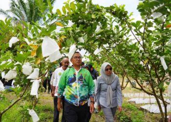 Dukung Program Ketahanan Pangan, Long Kali Jadi Sentra Buah Kaltim