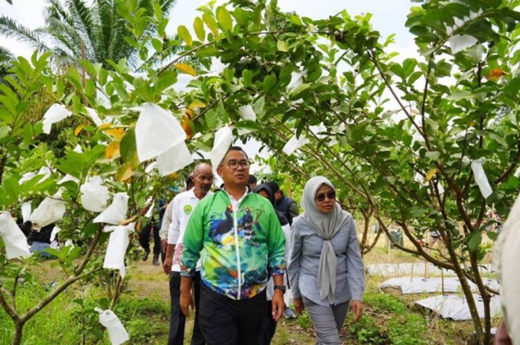 Dukung Program Ketahanan Pangan, Long Kali Jadi Sentra Buah Kaltim