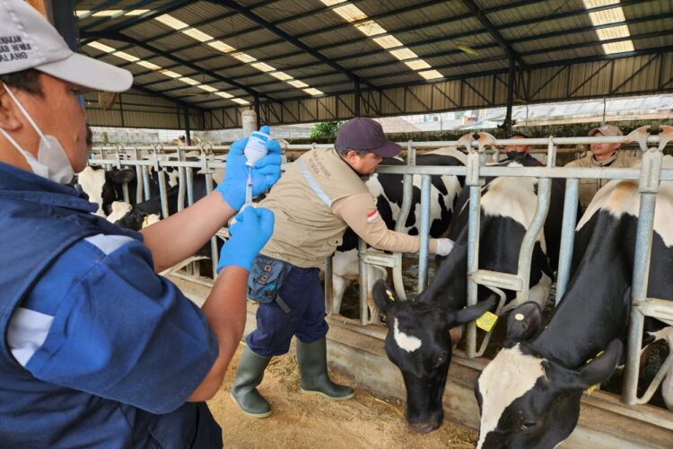 Antisipasi Penyebaran PMK, Kaltim Siapkan 10 Ribu Dosis Vaksin