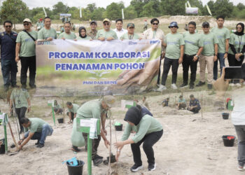 PNM Kolaborasi dengan BRINS Tanam 1.000 Bibit Pohon di Bangka Belitung