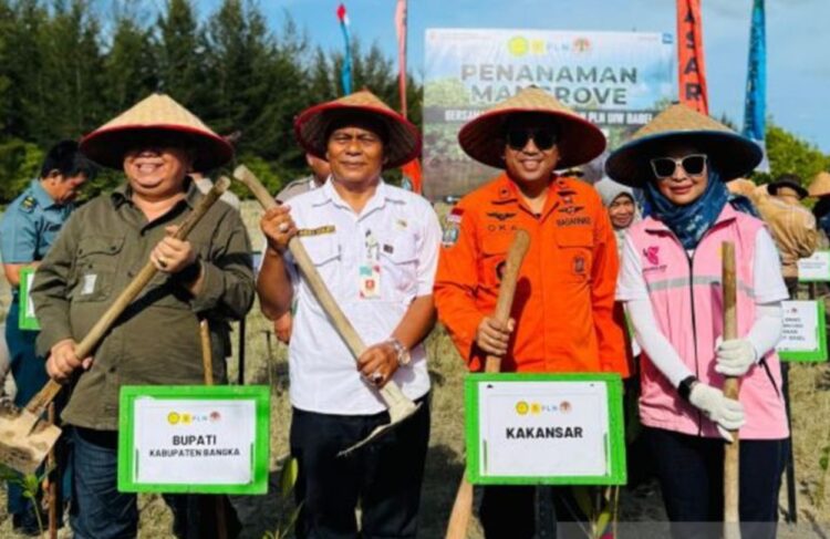 Perkuat Ekosistem Pesisir, PLN Babel Tanam 1.000 Bibit Mangrove di Pantai Batu Ampar