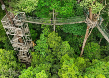 Berani Jajal Canopy Bridge Bukit Bangkirai? Cocok untuk Libur Lebaran di IKN