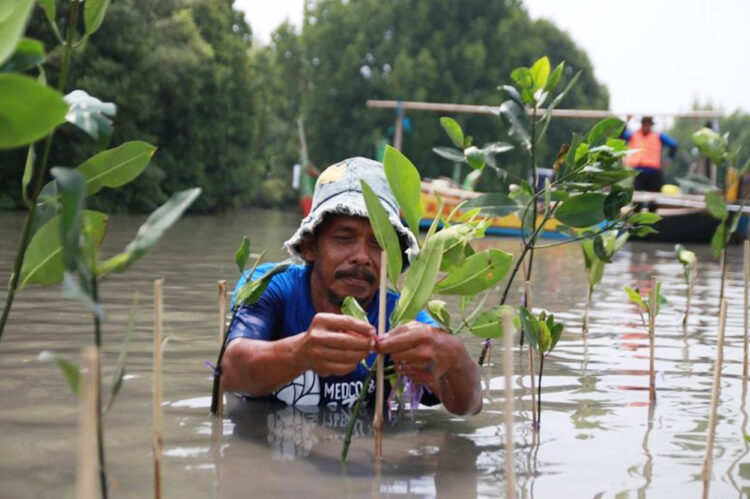 MedcoEnergi Tanam 5.000 Pohon Mangrove di Pantai Sederhana, Upaya Lindungi Wilayah Pesisir