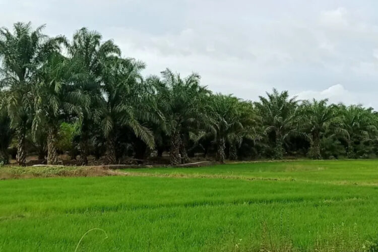 Wujud Upaya Swasembada Pangan, Penajam Optimalkan 5.896 Hektare Lahan Tidur di Serambi IKN