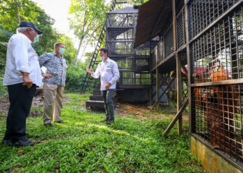 Kepala OIKN: Suaka Orangutan di Pulau Kelawasan Berstatus Kawasan Lindung